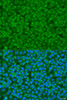 Immunofluorescence analysis of U2OS cells using GOSR1 antibody (19-339) at dilution of 1:100. Blue: DAPI for nuclear staining.