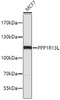 Western blot analysis of extracts of MCF-7 cells, using PPP1R13L antibody (19-380) .<br/>Secondary antibody: HRP Goat Anti-Rabbit IgG (H+L) at 1:10000 dilution.<br/>Lysates/proteins: 25ug per lane.<br/>Blocking buffer: 3% nonfat dry milk in TBST.