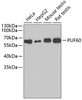 Western blot analysis of extracts of various cell lines, using PUF60 antibody (19-399) .<br/>Secondary antibody: HRP Goat Anti-Rabbit IgG (H+L) at 1:10000 dilution.<br/>Lysates/proteins: 25ug per lane.<br/>Blocking buffer: 3% nonfat dry milk in TBST.