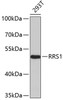 Western blot analysis of extracts of 293T cells, using RRS1 antibody (19-408) .<br/>Secondary antibody: HRP Goat Anti-Rabbit IgG (H+L) at 1:10000 dilution.<br/>Lysates/proteins: 25ug per lane.<br/>Blocking buffer: 3% nonfat dry milk in TBST.