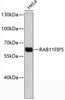 Western blot analysis of extracts of HeLa cells, using RAB11FIP5 antibody (19-425) .<br/>Secondary antibody: HRP Goat Anti-Rabbit IgG (H+L) at 1:10000 dilution.<br/>Lysates/proteins: 25ug per lane.<br/>Blocking buffer: 3% nonfat dry milk in TBST.