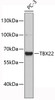 Western blot analysis of extracts of PC-3 cells, using TBX22 antibody (19-448) .<br/>Secondary antibody: HRP Goat Anti-Rabbit IgG (H+L) at 1:10000 dilution.<br/>Lysates/proteins: 25ug per lane.<br/>Blocking buffer: 3% nonfat dry milk in TBST.