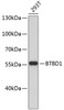 Western blot analysis of extracts of 293T cells, using BTBD1 antibody (19-462) .<br/>Secondary antibody: HRP Goat Anti-Rabbit IgG (H+L) at 1:10000 dilution.<br/>Lysates/proteins: 25ug per lane.<br/>Blocking buffer: 3% nonfat dry milk in TBST.