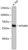 Western blot analysis of extracts of K-562 cells, using MTMR8 antibody (19-482) .<br/>Secondary antibody: HRP Goat Anti-Rabbit IgG (H+L) at 1:10000 dilution.<br/>Lysates/proteins: 25ug per lane.<br/>Blocking buffer: 3% nonfat dry milk in TBST.