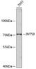 Western blot analysis of extracts of 293T cells, using INTS9 antibody (19-486) .<br/>Secondary antibody: HRP Goat Anti-Rabbit IgG (H+L) at 1:10000 dilution.<br/>Lysates/proteins: 25ug per lane.<br/>Blocking buffer: 3% nonfat dry milk in TBST.