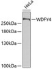 Western blot analysis of extracts of HeLa cells, using WDFY4 antibody (19-494) .<br/>Secondary antibody: HRP Goat Anti-Rabbit IgG (H+L) at 1:10000 dilution.<br/>Lysates/proteins: 25ug per lane.<br/>Blocking buffer: 3% nonfat dry milk in TBST.