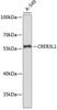 Western blot analysis of extracts of A-549 cells, using CREB3L1 antibody (19-531) .<br/>Secondary antibody: HRP Goat Anti-Rabbit IgG (H+L) at 1:10000 dilution.<br/>Lysates/proteins: 25ug per lane.<br/>Blocking buffer: 3% nonfat dry milk in TBST.