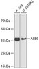Western blot analysis of extracts of various cell lines, using ASB9 antibody (19-538) at 1:1000 dilution.<br/>Secondary antibody: HRP Goat Anti-Rabbit IgG (H+L) at 1:10000 dilution.<br/>Lysates/proteins: 25ug per lane.<br/>Blocking buffer: 3% nonfat dry milk in TBST.