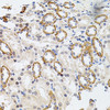Immunohistochemistry of paraffin-embedded rat kidney using RPS6KA3 antibody (19-659) at dilution of 1:100 (40x lens) .