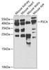 Western blot analysis of extracts of various cell lines, using PSCA antibody (19-756) at 1:1000 dilution.<br/>Secondary antibody: HRP Goat Anti-Rabbit IgG (H+L) at 1:10000 dilution.<br/>Lysates/proteins: 25ug per lane.<br/>Blocking buffer: 3% nonfat dry milk in TBST.<br/>Detection: ECL Enhanced Kit.