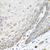 Immunohistochemistry of paraffin-embedded human esophagus using DEDD antibody (19-868) at dilution of 1:100 (40x lens) .