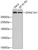 Western blot analysis of extracts of various cell lines, using DYNC1H1 antibody (19-940) .<br/>Secondary antibody: HRP Goat Anti-Rabbit IgG (H+L) at 1:10000 dilution.<br/>Lysates/proteins: 25ug per lane.<br/>Blocking buffer: 3% nonfat dry milk in TBST.