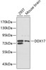 Western blot analysis of extracts of various cell lines, using DDX17 antibody (19-958) .<br/>Secondary antibody: HRP Goat Anti-Rabbit IgG (H+L) at 1:10000 dilution.<br/>Lysates/proteins: 25ug per lane.<br/>Blocking buffer: 3% nonfat dry milk in TBST.