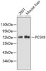 Western blot analysis of extracts of various cell lines, using PCSK9 antibody (19-973) .<br/>Secondary antibody: HRP Goat Anti-Rabbit IgG (H+L) at 1:10000 dilution.<br/>Lysates/proteins: 25ug per lane.<br/>Blocking buffer: 3% nonfat dry milk in TBST.