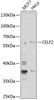 Western blot analysis of extracts of various cell lines, using CELF2 antibody (19-977) at 1:1000 dilution.<br/>Secondary antibody: HRP Goat Anti-Rabbit IgG (H+L) at 1:10000 dilution.<br/>Lysates/proteins: 25ug per lane.<br/>Blocking buffer: 3% nonfat dry milk in TBST.<br/>Detection: ECL Enhanced Kit.<br/>Exposure time: 180s.