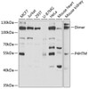 Western blot analysis of extracts of various cell lines, using P4HTM antibody (22-028) at 1:1000 dilution.<br/>Secondary antibody: HRP Goat Anti-Rabbit IgG (H+L) at 1:10000 dilution.<br/>Lysates/proteins: 25ug per lane.<br/>Blocking buffer: 3% nonfat dry milk in TBST.<br/>Detection: ECL Basic Kit.<br/>Exposure time: 120s.