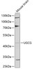 Western blot analysis of extracts of mouse brain, using UGCG antibody (22-125) at 1:1000 dilution.<br/>Secondary antibody: HRP Goat Anti-Rabbit IgG (H+L) at 1:10000 dilution.<br/>Lysates/proteins: 25ug per lane.<br/>Blocking buffer: 3% nonfat dry milk in TBST.<br/>Detection: ECL Basic Kit.<br/>Exposure time: 30s.
