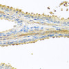 Immunohistochemistry of paraffin-embedded human prostate using PIP antibody (22-184) at dilution of 1:100 (40x lens) .