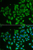 Immunofluorescence analysis of HeLa cells using CLEC3B antibody (22-205) . Blue: DAPI for nuclear staining.