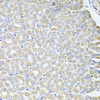 Immunohistochemistry of paraffin-embedded mouse stomach using SKAP2 antibody (22-220) at dilution of 1:100 (40x lens) .