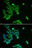 Immunofluorescence analysis of U2OS cells using PJA2 antibody (22-227) . Blue: DAPI for nuclear staining.
