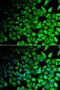 Immunofluorescence analysis of HeLa cells using DPP7 antibody (22-327) . Blue: DAPI for nuclear staining.