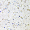 Immunohistochemistry of paraffin-embedded mouse brain using KLK11 antibody (22-373) at dilution of 1:100 (40x lens) .