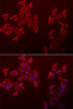 Immunofluorescence analysis of A549 cells using LECT1 antibody (22-375) . Blue: DAPI for nuclear staining.