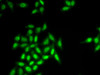 Immunofluorescence analysis of HeLa cells using SETMAR antibody (22-450) .