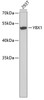 Western blot analysis of extracts of 293T cells, using YBX1 antibody (22-493) .<br/>Secondary antibody: HRP Goat Anti-Rabbit IgG (H+L) at 1:10000 dilution.<br/>Lysates/proteins: 25ug per lane.<br/>Blocking buffer: 3% nonfat dry milk in TBST.