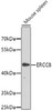 Western blot analysis of extracts of mouse spleen, using ERCC8 antibody (22-495) .<br/>Secondary antibody: HRP Goat Anti-Rabbit IgG (H+L) at 1:10000 dilution.<br/>Lysates/proteins: 25ug per lane.<br/>Blocking buffer: 3% nonfat dry milk in TBST.