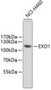 Western blot analysis of extracts of NCI-H460 cells, using EXO1 antibody (22-496) .<br/>Secondary antibody: HRP Goat Anti-Rabbit IgG (H+L) at 1:10000 dilution.<br/>Lysates/proteins: 25ug per lane.<br/>Blocking buffer: 3% nonfat dry milk in TBST.