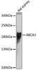 Western blot analysis of extracts of rat kidney, using ABCA3 antibody (22-511) at 1:1000 dilution.<br/>Secondary antibody: HRP Goat Anti-Rabbit IgG (H+L) at 1:10000 dilution.<br/>Lysates/proteins: 25ug per lane.<br/>Blocking buffer: 3% nonfat dry milk in TBST.<br/>Detection: ECL Basic Kit.<br/>Exposure time: 90s.