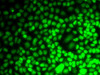 Immunofluorescence analysis of MCF7 cells using CCNE2 antibody (22-644) .