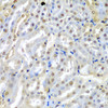 Immunohistochemistry of paraffin-embedded mouse kidney using TUSC2 antibody (22-679) at dilution of 1:200 (40x lens) .