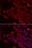 Immunofluorescence analysis of U2OS cells using MARCKSL1 antibody (22-727) . Blue: DAPI for nuclear staining.
