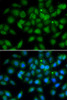 Immunofluorescence analysis of A549 cells using LELP1 antibody (22-740) . Blue: DAPI for nuclear staining.