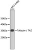 Western blot analysis of extracts of NCI-H460 cells, using Tafazzin / TAZ antibody (22-750) .<br/>Secondary antibody: HRP Goat Anti-Rabbit IgG (H+L) at 1:10000 dilution.<br/>Lysates/proteins: 25ug per lane.<br/>Blocking buffer: 3% nonfat dry milk in TBST.