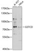 Western blot analysis of extracts of various cell lines, using GSTCD antibody (22-767) at 1:1000 dilution.<br/>Secondary antibody: HRP Goat Anti-Rabbit IgG (H+L) at 1:10000 dilution.<br/>Lysates/proteins: 25ug per lane.<br/>Blocking buffer: 3% nonfat dry milk in TBST.<br/>Detection: ECL Basic Kit.<br/>Exposure time: 10s.