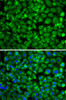 Immunofluorescence analysis of A-549 cells using SAT2 antibody (22-787) . Blue: DAPI for nuclear staining.