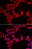 Immunofluorescence analysis of HeLa cells using SLC35A2 antibody (22-801) . Blue: DAPI for nuclear staining.