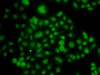 Immunofluorescence analysis of A-549 cells using ATOH7 antibody (22-826) .