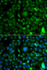 Immunofluorescence analysis of A549 cells using DPF1 antibody (22-883) . Blue: DAPI for nuclear staining.