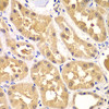 Immunohistochemistry of paraffin-embedded human kidney using PRKAG3 antibody (22-963) at dilution of 1:100 (40x lens) .