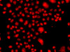 Immunofluorescence analysis of A549 cells using FANCM antibody (23-050) .