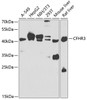 Western blot analysis of extracts of various cell lines, using CFHR3 antibody (23-176) at 1:1000 dilution.<br/>Secondary antibody: HRP Goat Anti-Rabbit IgG (H+L) at 1:10000 dilution.<br/>Lysates/proteins: 25ug per lane.<br/>Blocking buffer: 3% nonfat dry milk in TBST.<br/>Detection: ECL Basic Kit.<br/>Exposure time: 90s.
