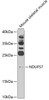 Western blot analysis of extracts of mouse skeletal muscle, using NDUFS7 antibody (23-234) at 1:1000 dilution.<br/>Secondary antibody: HRP Goat Anti-Rabbit IgG (H+L) at 1:10000 dilution.<br/>Lysates/proteins: 25ug per lane.<br/>Blocking buffer: 3% nonfat dry milk in TBST.<br/>Detection: ECL Basic Kit.<br/>Exposure time: 90s.