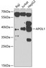 Western blot analysis of extracts of various cell lines, using APOL1 antibody (23-297) at 1:1000 dilution._Secondary antibody: HRP Goat Anti-Rabbit IgG (H+L) at 1:10000 dilution._Lysates/proteins: 25ug per lane._Blocking buffer: 3% nonfat dry milk in TBST._Detection: ECL Enhanced Kit._Exposure time: 90s.