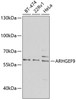 Western blot analysis of extracts of various cell lines, using ARHGEF9 antibody (23-314) at 1:1000 dilution.<br/>Secondary antibody: HRP Goat Anti-Rabbit IgG (H+L) at 1:10000 dilution.<br/>Lysates/proteins: 25ug per lane.<br/>Blocking buffer: 3% nonfat dry milk in TBST.<br/>Detection: ECL Basic Kit.<br/>Exposure time: 90s.
