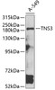 Western blot analysis of extracts of A-549 cells, using TNS3 antibody (23-335) at 1:1000 dilution.<br/>Secondary antibody: HRP Goat Anti-Rabbit IgG (H+L) at 1:10000 dilution.<br/>Lysates/proteins: 25ug per lane.<br/>Blocking buffer: 3% nonfat dry milk in TBST.<br/>Detection: ECL Basic Kit.<br/>Exposure time: 90s.